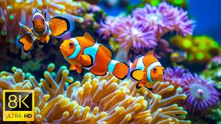 Underwater Paradise 8K – Discover Amazing Sea Animals and Coral Reef Fish #5