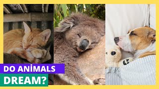Do Animals Dream? Exploring the Fascinating World of Animal Dreams