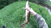 Щука июль малые реки Щука июль малые реки
