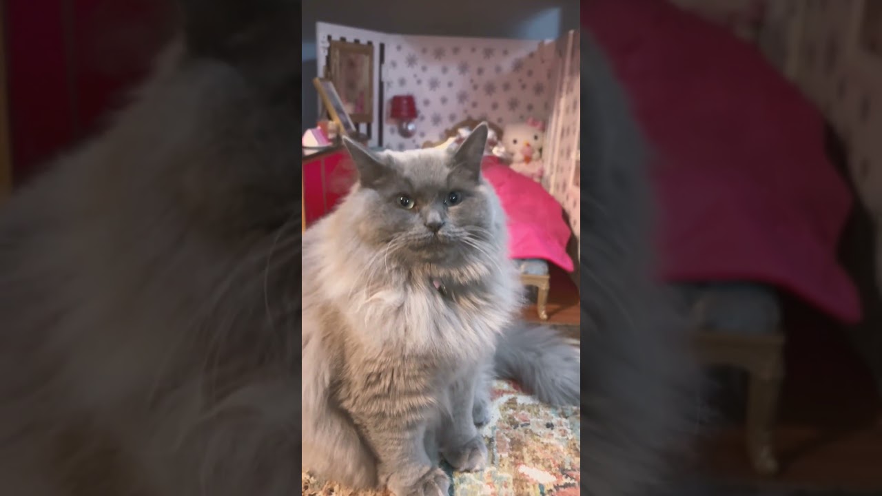 Smooth kitty🤣 #cat #love #queen #catcute #beautiful #kitten #cuteanimal #funny #funnycute