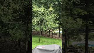 Liberty Apple Tree. Dallas, Pa July 27 2023. 110Pm