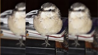 My mockingbird and me (part 2)