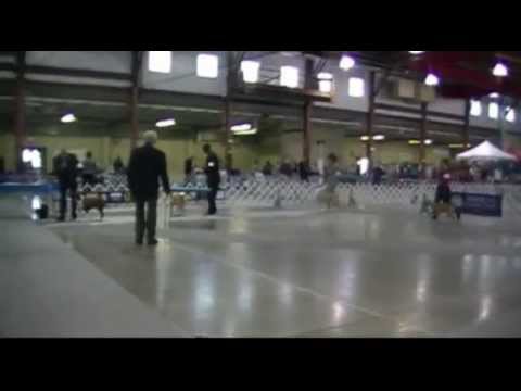 Spokane Kennel Club Dog Show (American Staffordshi...