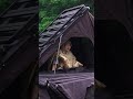 Camping in the rain is comfortable with a rooftop tent and side tarp|ASMR