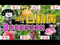 真菌感染，白粉病怎么办？小苏打喷剂 | 3种自制的高效防治溶剂 powdery mildew