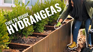 Boxwoods in planters update & dividing ANABELLE Hydrangea by Soil and Margaritas | Home Gardener 4,285 views 2 months ago 11 minutes, 2 seconds