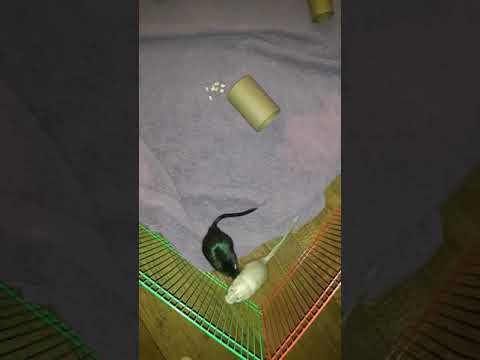 leopard print Gerbils in their playpen 🐾🐭