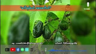 ဂေါ်ရခါးပင် ဆေးဖက်ဝင်