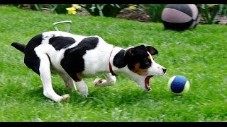 Puppies Playing With Balls Compilation 2014 [NEW] by TheCutenessCode 35,122 views 9 years ago 2 minutes, 23 seconds