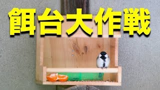 餌台を作って野鳥を呼ぶ作戦が大成功