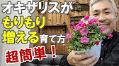 オキザリスの育て方 植え替え 冬越し 夏越し 増やし方 Youtube