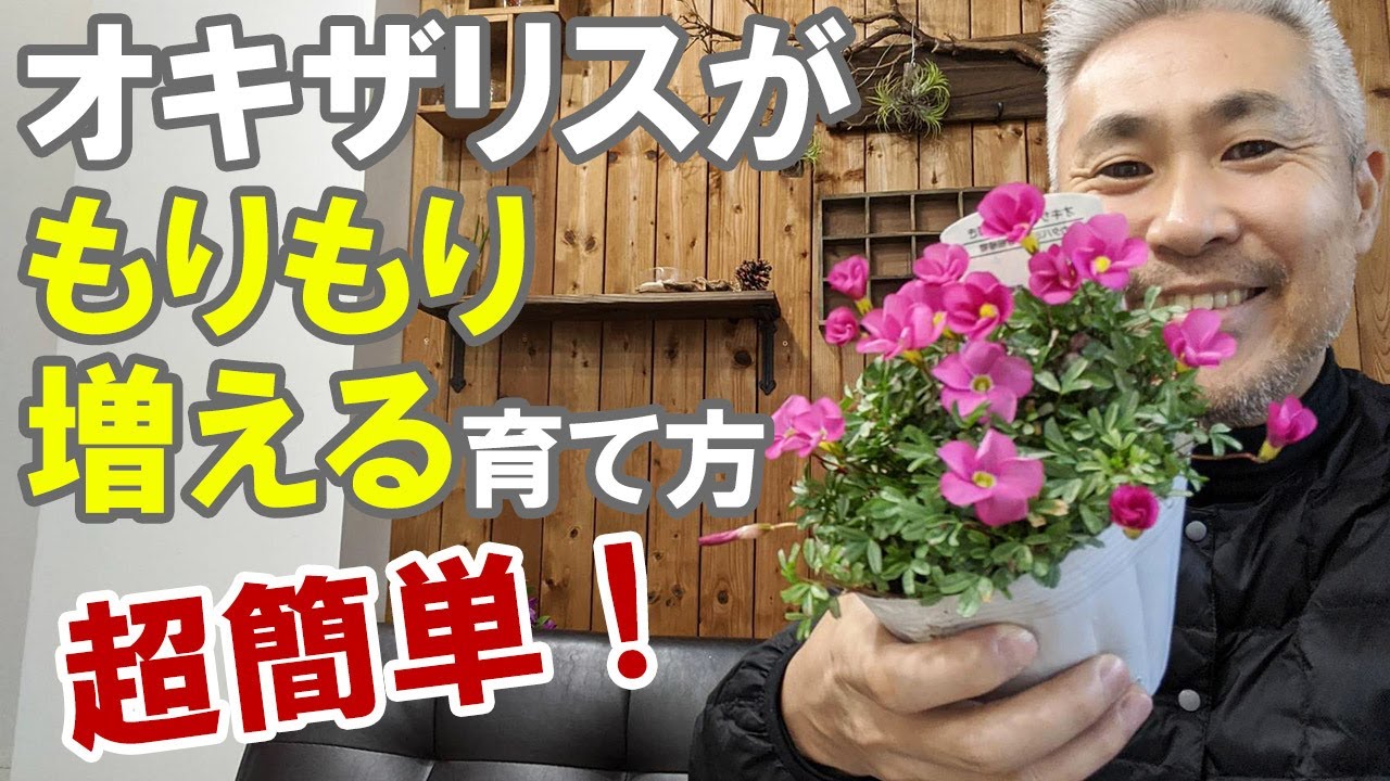 オキザリスの育て方 植え替え 冬越し 夏越し 増やし方 Youtube