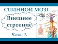 Спинной мозг. Внешнее строение. (Ч.1) Анатомия и физиология человека.