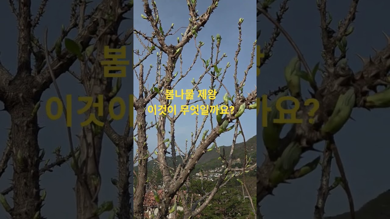 ⁣봄나물 "제왕"이라 불리는"새순" 이것은무엇일까요?