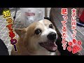 最後に減量作戦が分かった瞬間怒りだす犬【コーギーチロ】
