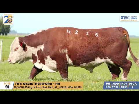 LOTE 091 4216 HEREFORD Leilão Santa Tereza e Madrinha 01/10/24 Camaquã/RS - Prod. Agência El Campo