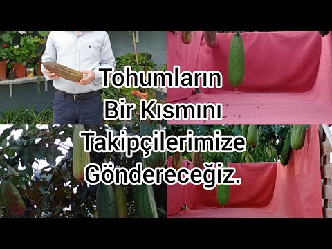 Video: Luffa Bir Sebze Ve şifacıdır