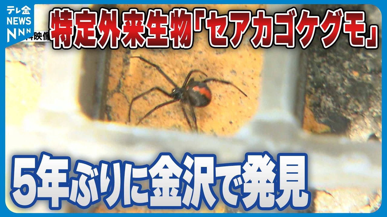 特定外来生物｢セアカゴケグモ｣】5年ぶりに金沢市で発見 素手で触らない