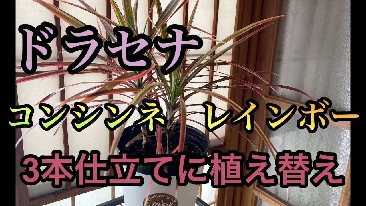ドラセナ コンシンネレインボー 3本仕立てに植え替え - YouTube