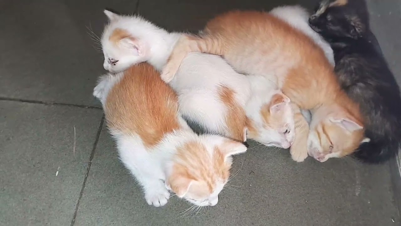 Sleeping together after milk looking so cute 