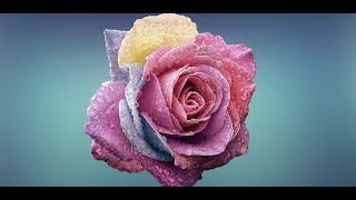 rose flower wallpaper screenshot 4