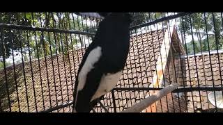 pancingan kacer jos. cocok buat mancing kacer lain agar cepat bunyi