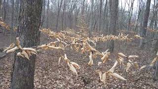 2024 02 01 An Easy Way To Identify A Beech Tree