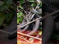 خطر تحت الأرض مراكز تكاثر الثعابين تهدد سكان طبريا