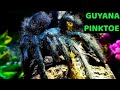 Guyana Pinktoe Tarantula (Avicularia avicularia) Care & Husbandry