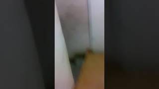 Niños Rompen Su Celular En Directo