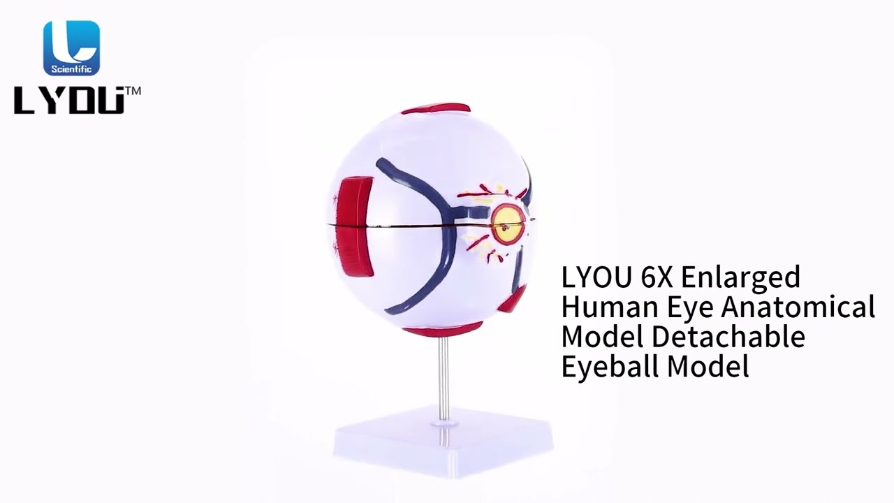 LYOU 6X Enlarged Human Eye Model Detachable 7 Parts | LYOU