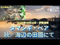 初秋の海辺の田園にて/タマシギ・ペア #柴犬 #野鳥 #タマシギ #伊勢湾