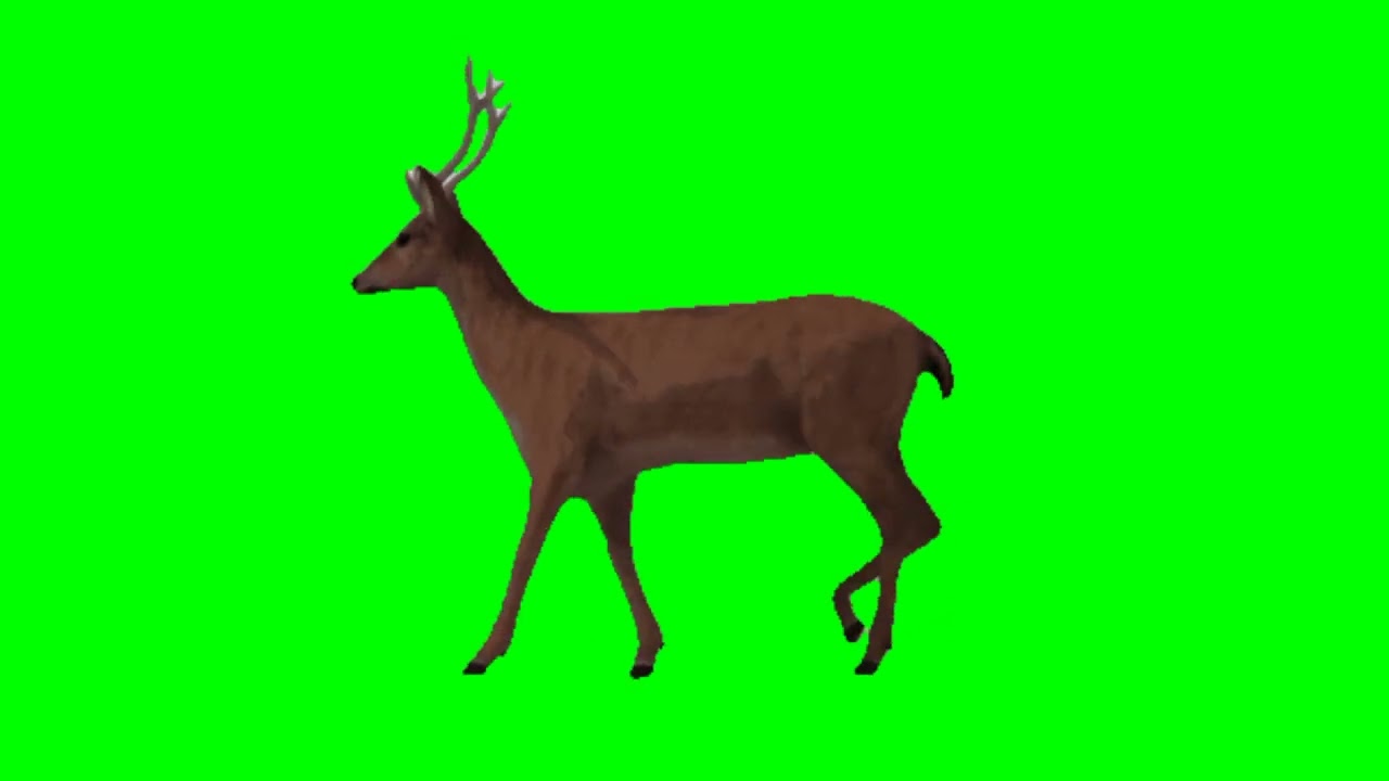 GREEN SCREEN DEER