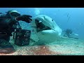 Brave Divers Hand-Feed Sharks On Ocean Floor