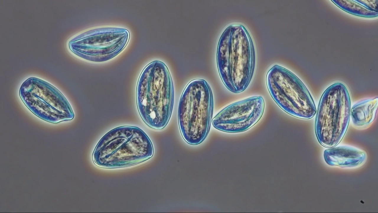 サクラの花粉の顕微鏡観察 Youtube