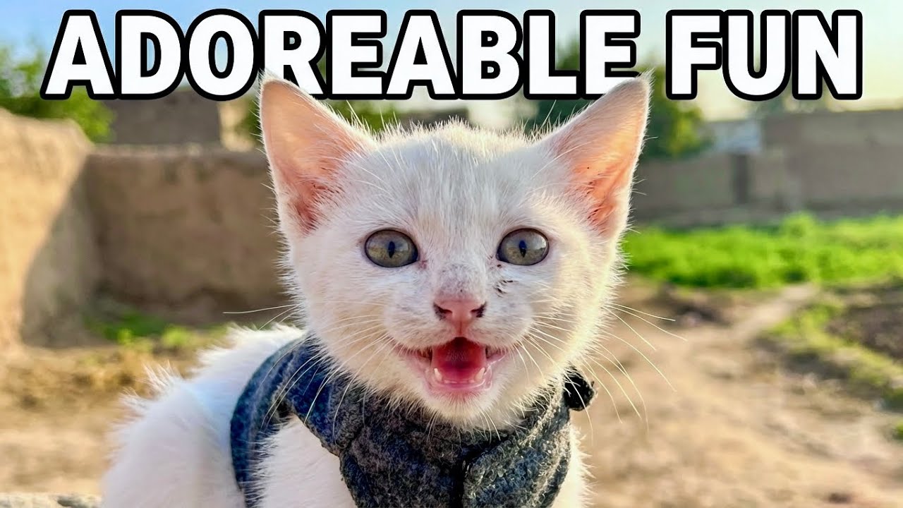 Peaceful Village Sounds with Cute Kitten | Relaxing Rural Ambience