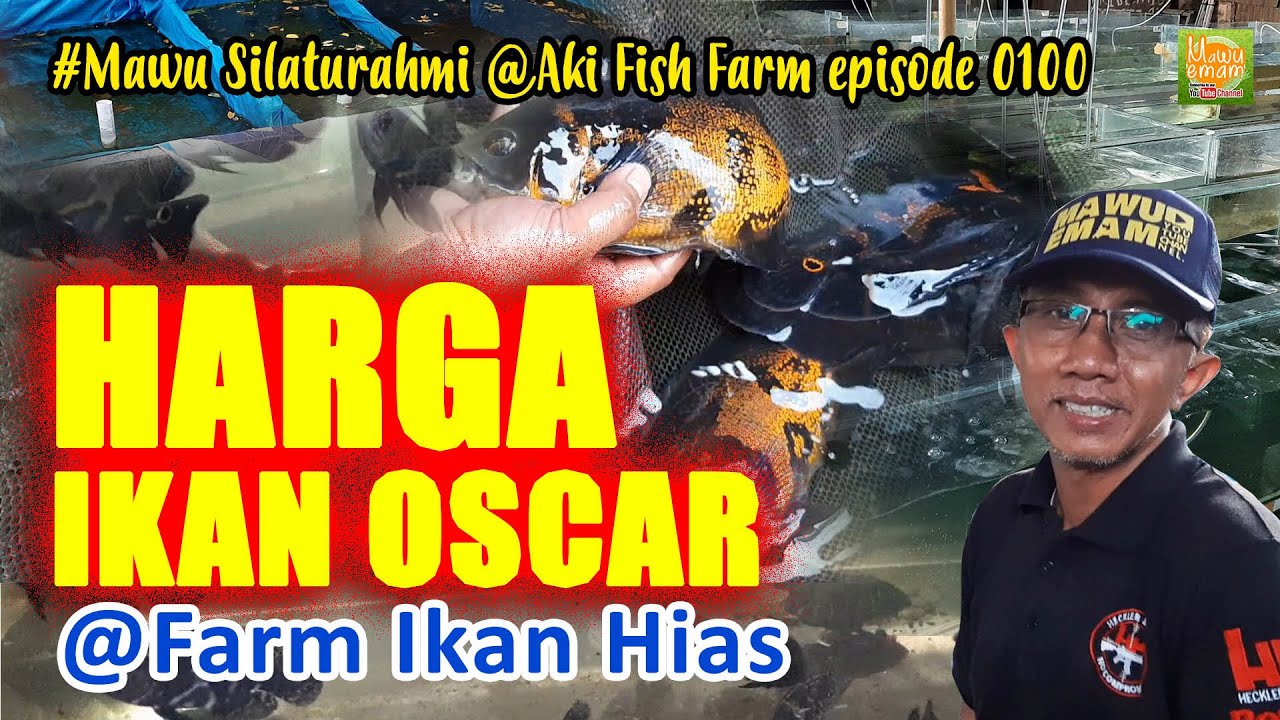 INFO HARGA  IKAN OSCAR LANGSUNG DARI  FARM IKAN HIAS  banyak 