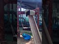 big panda playing