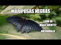 El Significado De Las Mariposas Negras - El Oráculo