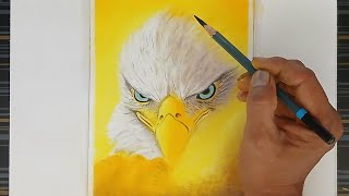 Drawing of the eagle with its fierce gaze using pastels, colours and pencil. screenshot 4