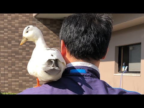 コールダック Amazon.co.jp: イワヤ(IWAYA) エココエコールダック STマーク