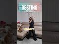 #shorts テクノって楽しい♪ #踊ってみた #dance #techno #柴犬 #dog #enjoy #destino