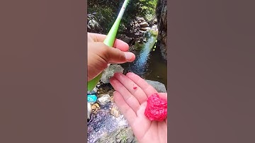 Câu cá suối 🤯 #fishing #cauca