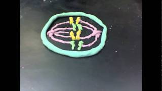 Teacher Pick Mitosis Claymation