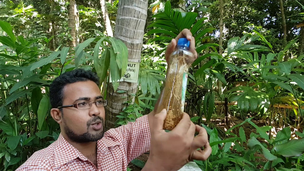 Шри ланка аюрведа