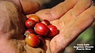 Casa Cafe Working Coffee Farm - Utuado Mountains Vacation Rental