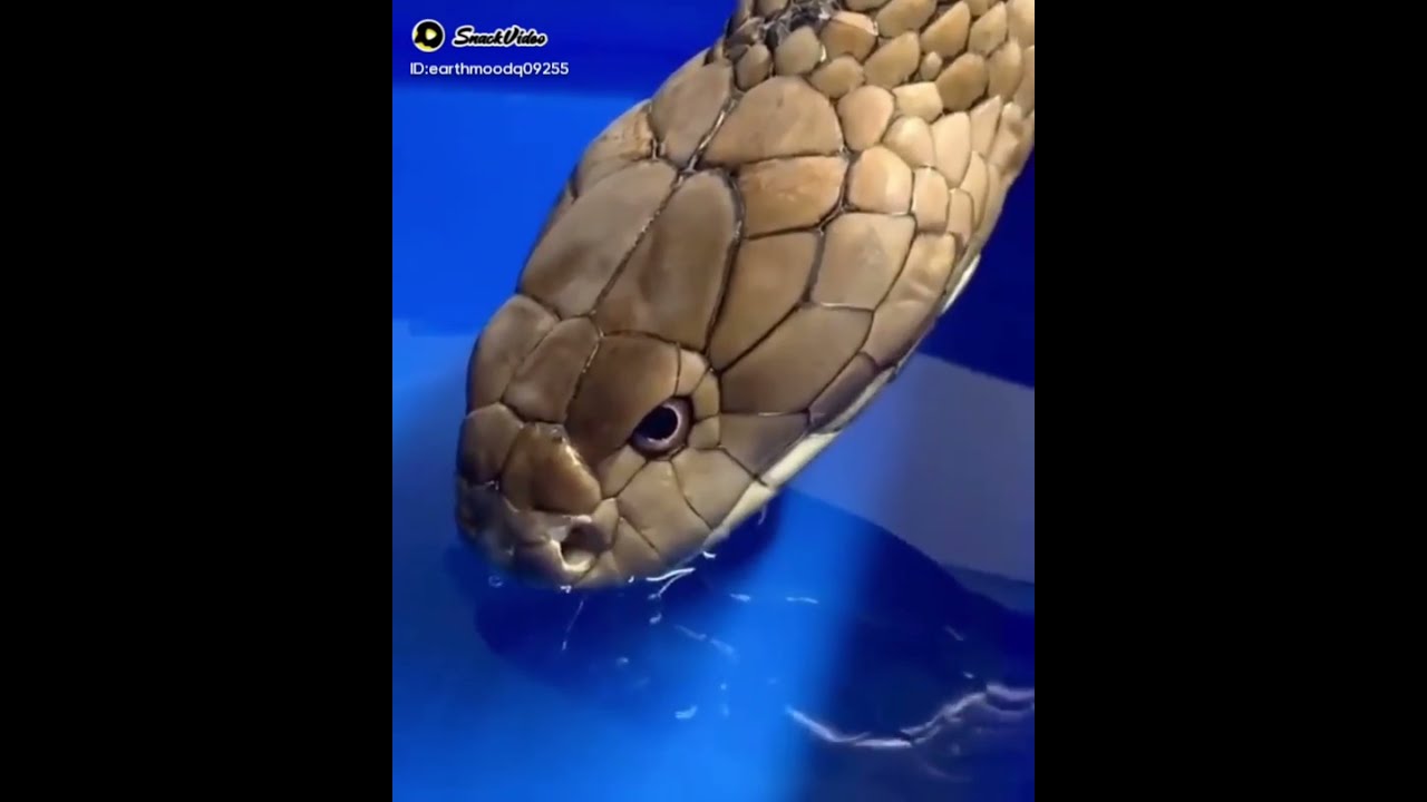 Змея пьет воду. Как пьет змея. Фотографии как змея пьет воду от руки человека.