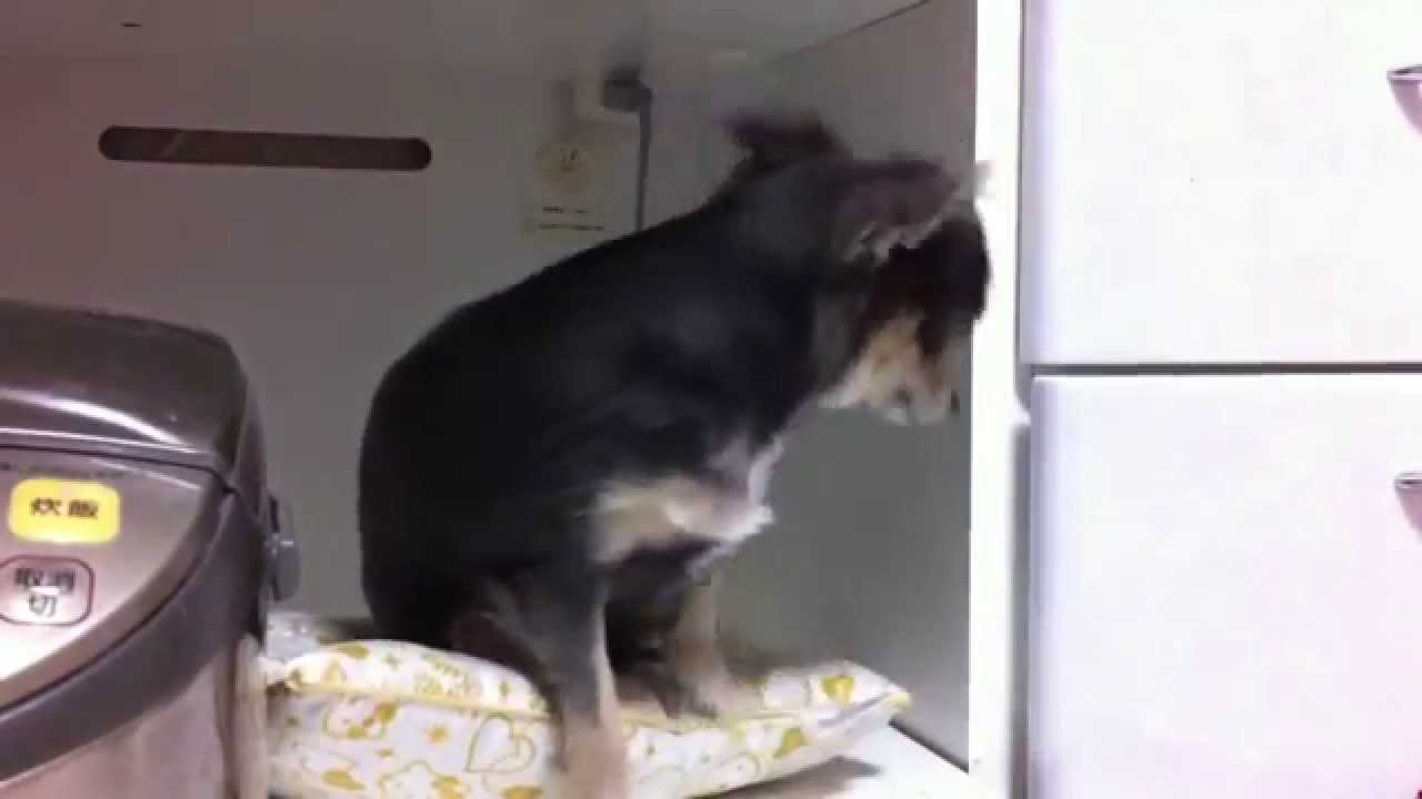 生意気チワワ炸裂ガルルル Youtube