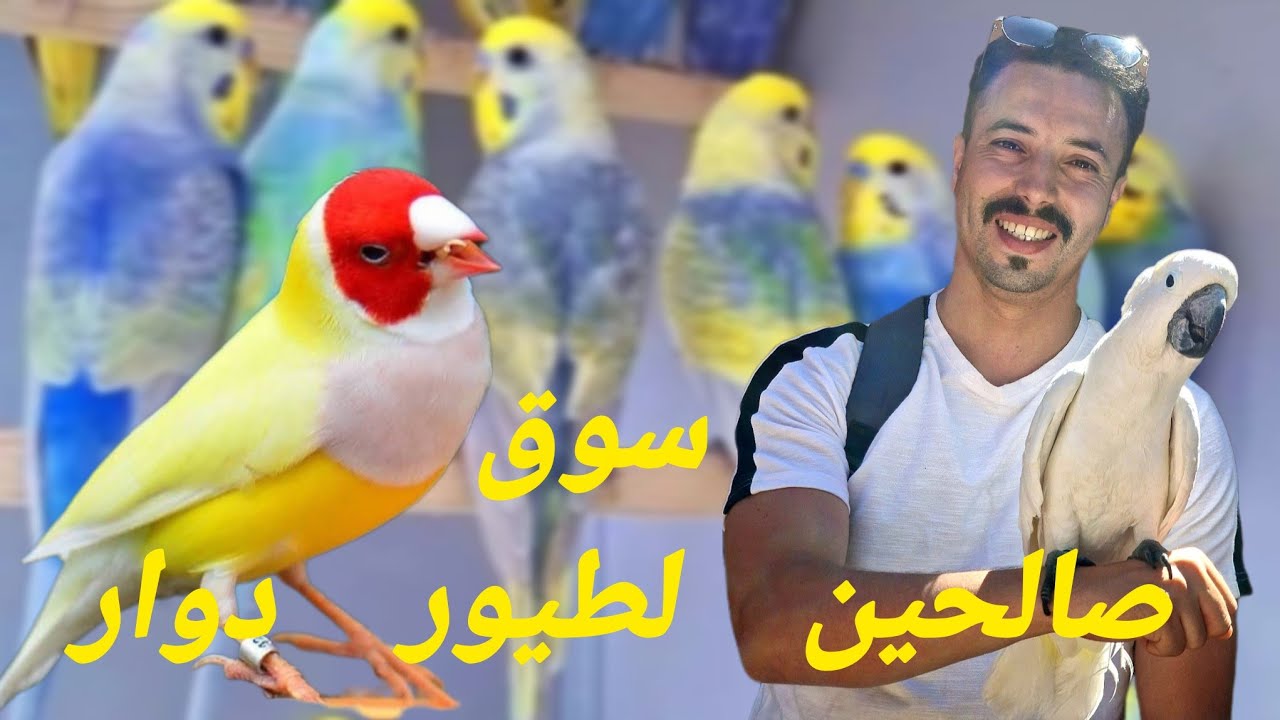 جديد سوق صالحين لطيور بمدينة سلا أثمنة طيور مغردة و زينة #birds #سلا قراصنة