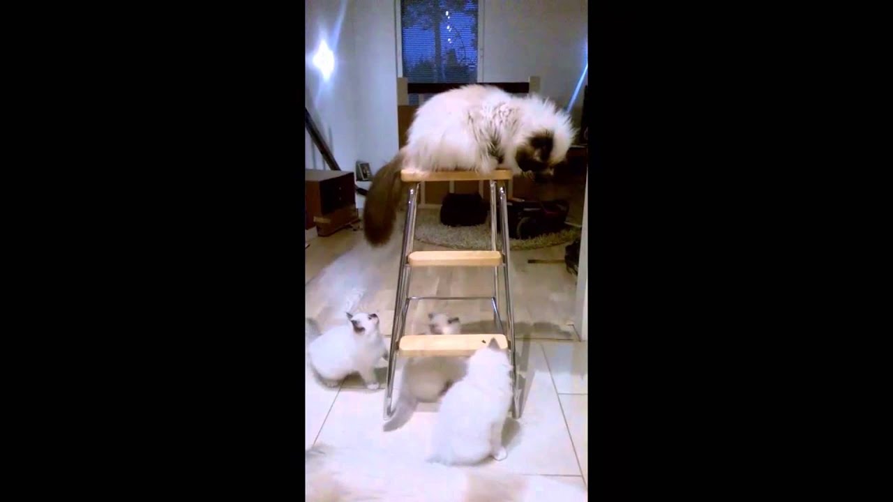 Lucy The Cat and Little Kittens Bilingual - Pertti Pietarinen's